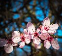 "Вот и лето пришло": в Южно-Сахалинске в четверг потеплеет до +21°