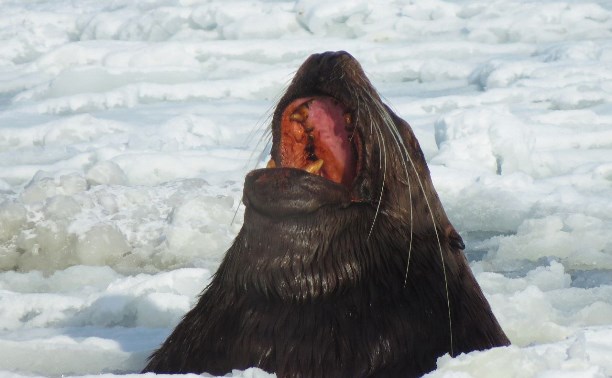 Я тюлень и мне все лень: забавные кадры из мира диких животных на Парамушире