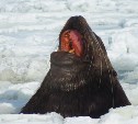 Я тюлень и мне все лень: забавные кадры из мира диких животных на Парамушире
