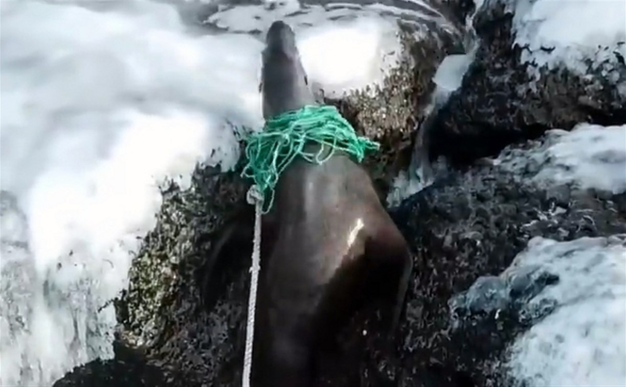 "Привязан как собачка": запутавшегося в мусоре тюленя на Сахалине хотят спасти