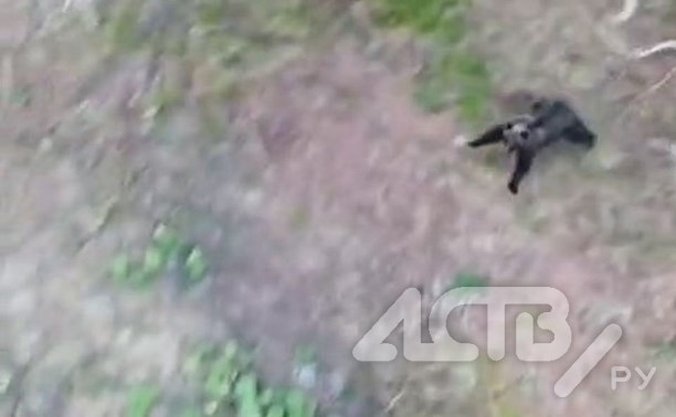 Медведь в Южно-Сахалинске пытался "поймать" кабинку канатной дороги на "Горном воздухе"