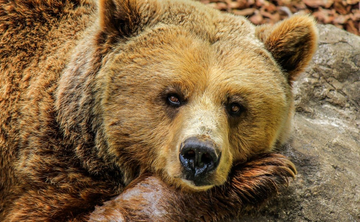 На севере и в центре Сахалина медведи ушли в берлоги, на юге - ещё бродят 