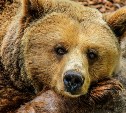 На севере и в центре Сахалина медведи ушли в берлоги, на юге - ещё бродят 