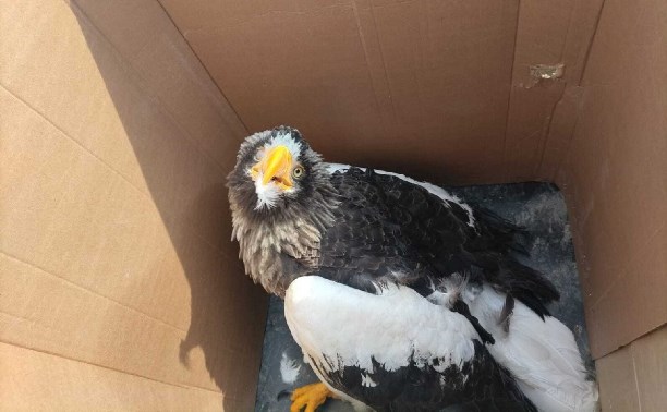 На Сахалине пытаются спасти белоплечего орлана, которого нашли в снегу в сильном истощении