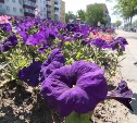 Более 130 тысяч цветов высажено в Южно-Сахалинске