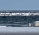 На Сахалине спасли собак, которых быстро уносило в море на ломающейся льдине 