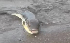 Общество