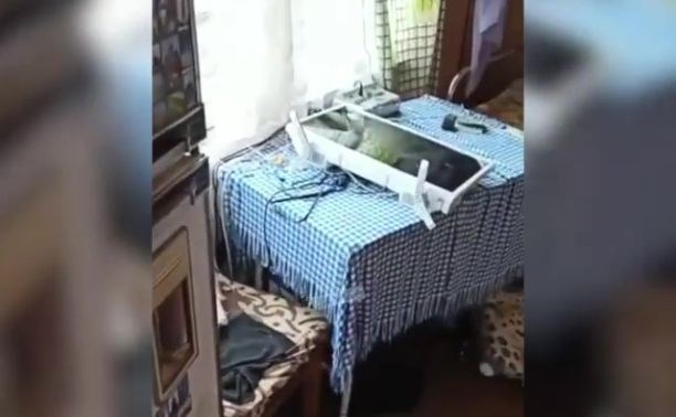 "Гармошку не тронули": на Сахалине медведи выпили бочку браги у старушки и закусили печеньем