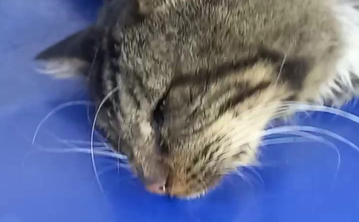 История чудесного спасения: сахалинцы выходили кота, который гнил заживо на улице