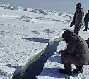 Сахалинские рыбаки ловят корюшку в полуметровой трещине на припае