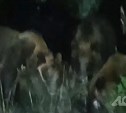 Приманивающую медведей несанкционированную свалку у детского лагеря ликвидировали на Кунашире