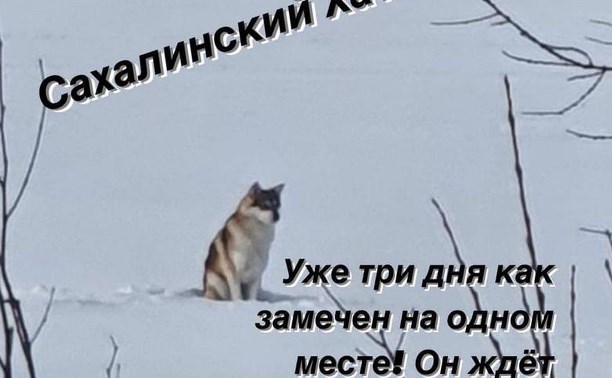 Сахалинский Хатико ждёт хозяина в снежном поле около Троицкого