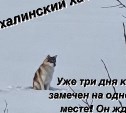 Сахалинский Хатико ждёт хозяина в снежном поле около Троицкого