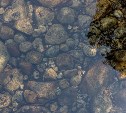 В реке на Сахалине нашли фекалии
