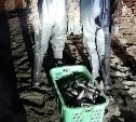 Рыбоохрана на Аракуле ночью накрыла браконьеров, добывающих корюшку сетью 