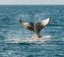 Вылов китов и дельфинов предложили запретить