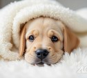 Часть Ново-Александровска осталась без отопления