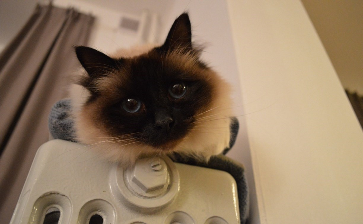 Детсад и дома на нескольких улицах Южно-Сахалинска проведут часть четверга без отопления