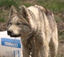 Одна умерла, пять хаски как скелеты: в Южно-Сахалинске зоозащитники пытаются забрать крайне истощённых псов