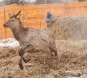 Около сотни благородных оленей доставили на Сахалин
