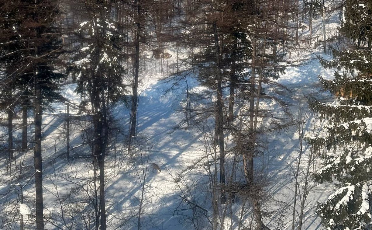 Похожие на медвежьи следы обнаружили на "Горном воздухе" в Южно-Сахалинске