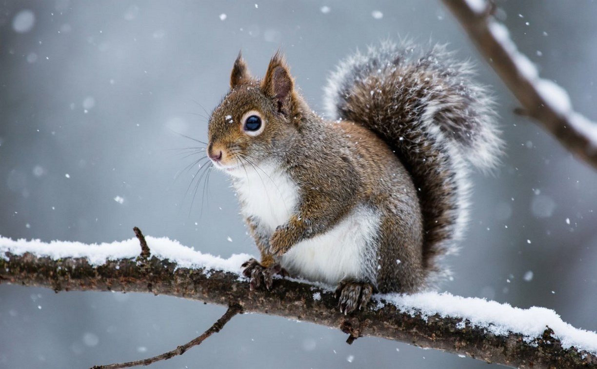 Обильные снегопады и шквалистый ветер: прогноз погоды для Сахалинской области на 6 февраля