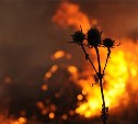 В 9 районах Сахалина прогнозируется высокий уровень пожарной опасности