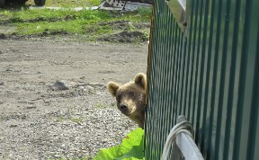 Общество