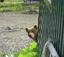 "Ку-ку, мой мальчик": медведь наблюдал за курильчанином из-за угла