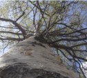 Упавшее дерево убило мужчину в Южно-Сахалинске