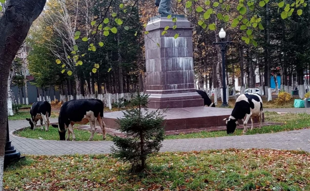 "Это какой-то ритуал?": коровы в Охе окружили статую Ленина