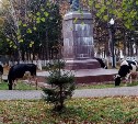 "Это какой-то ритуал?": коровы в Охе окружили статую Ленина