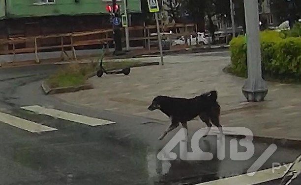 В Южно-Сахалинске нашли самую дисциплинированную собаку в мире