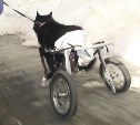 Дворовой собаке сахалинцы подарили коляску
