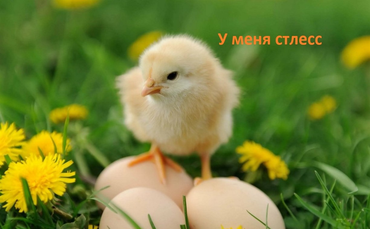 Разгружают по цыплятовозам и дают витаминки от стресса: последняя партия несушек прилетела на Сахалин