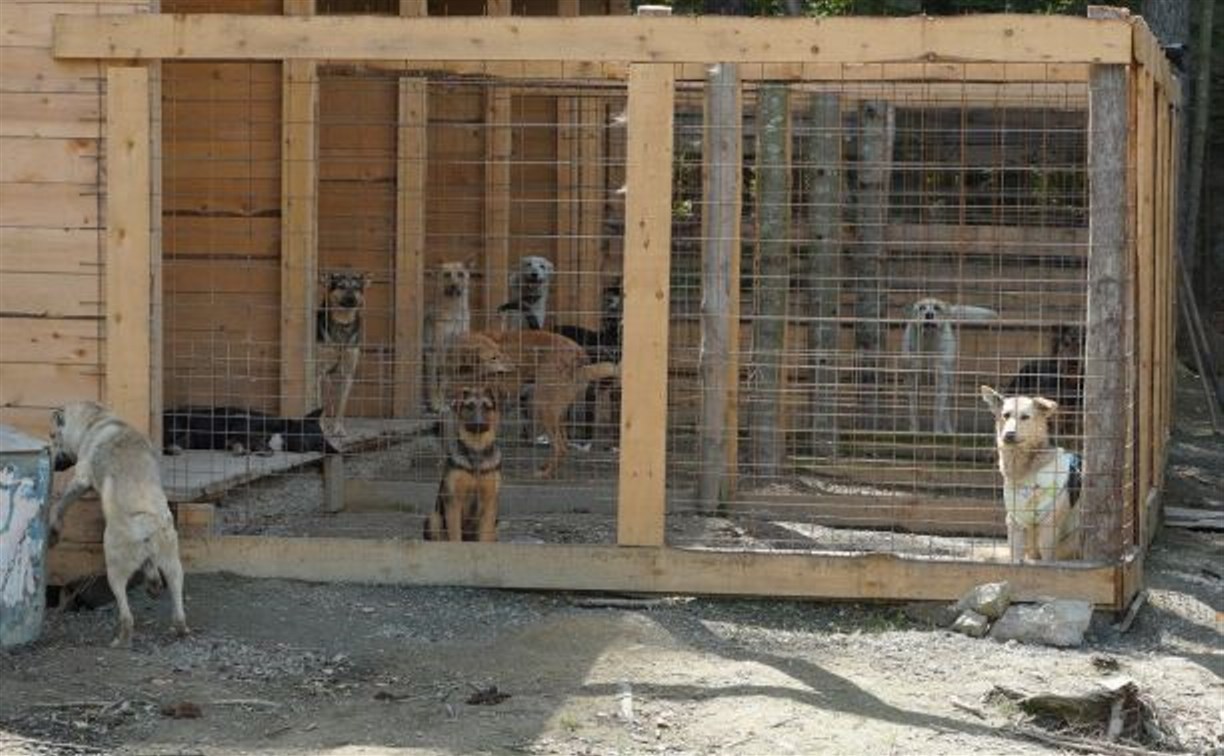 Общий приют для всех бездомных собак острова хотят построить на Сахалине