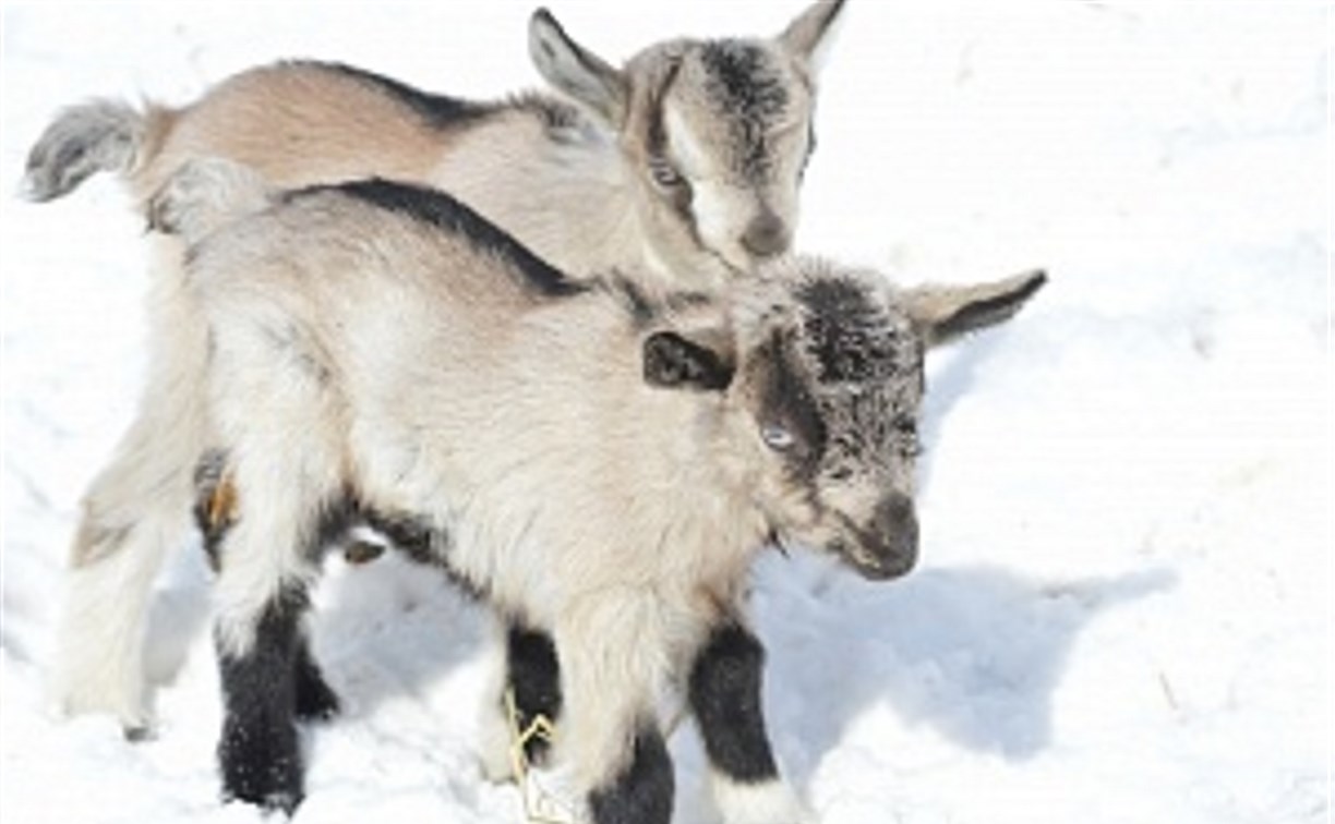 Два козленка родились в южно-сахалинском зоопарке