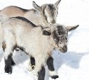 Два козленка родились в южно-сахалинском зоопарке