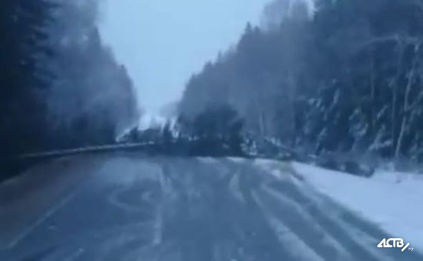 Рухнувшие из-за циклона деревья завалили одну из дорог на Сахалине