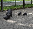 Три поросенка родились в сахалинском зоопарке