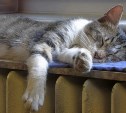 Astv.ru приготовил подарок самому теплолюбивому сахалинскому коту