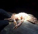 Рецепт хемультана из собранных на берегу морепродуктов снял на видео сахалинец