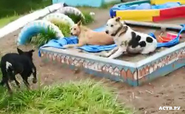 В Холмске бродячие собаки облюбовали песочницу детского сада