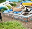 В Холмске бродячие собаки облюбовали песочницу детского сада