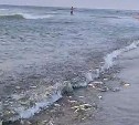 Из-за рыбы не видно воды: к берегу Сахалина подошла корюшка