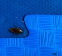 Тараканы, волосы и грязь: сахалинцы рассказали про антисанитарию в детской комнате крупного ТРЦ