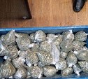 Более 17 килограммов марихуаны изъяли у пятерых сахалинцев