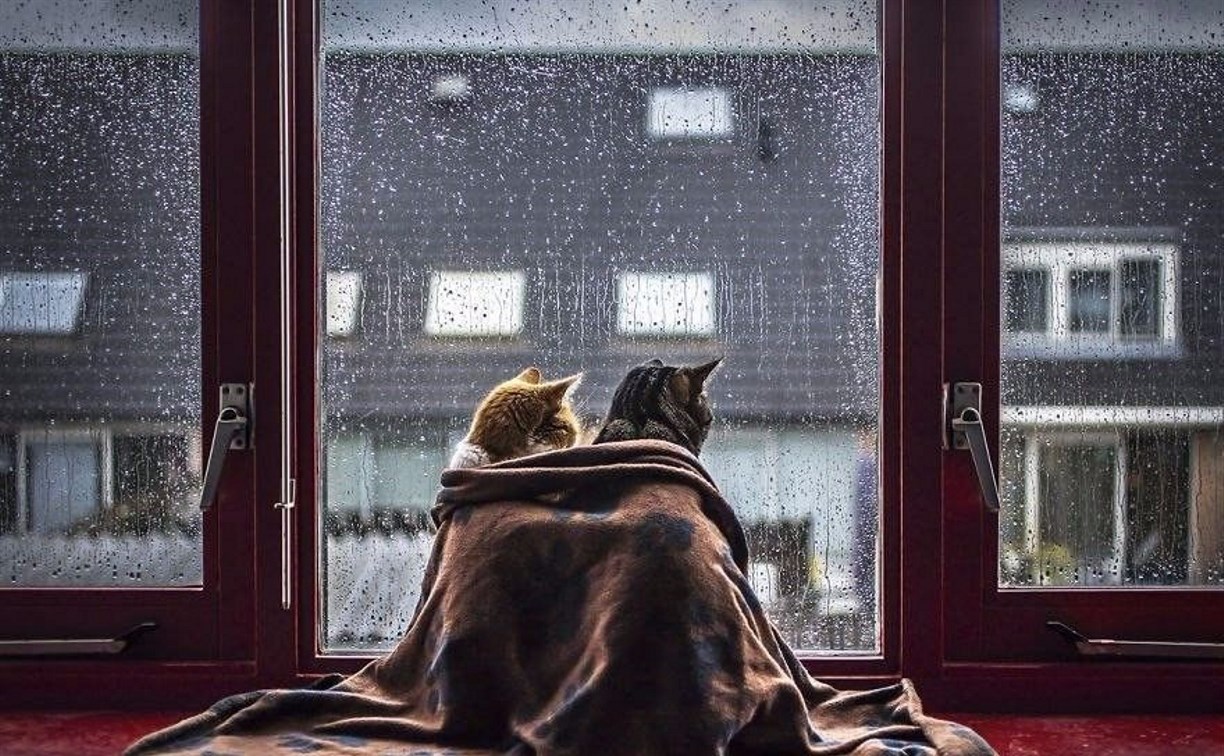 Кот окно дождь