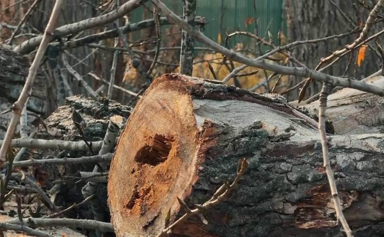 Аварийные деревья ликвидируют в Долинске