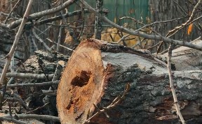 Общество